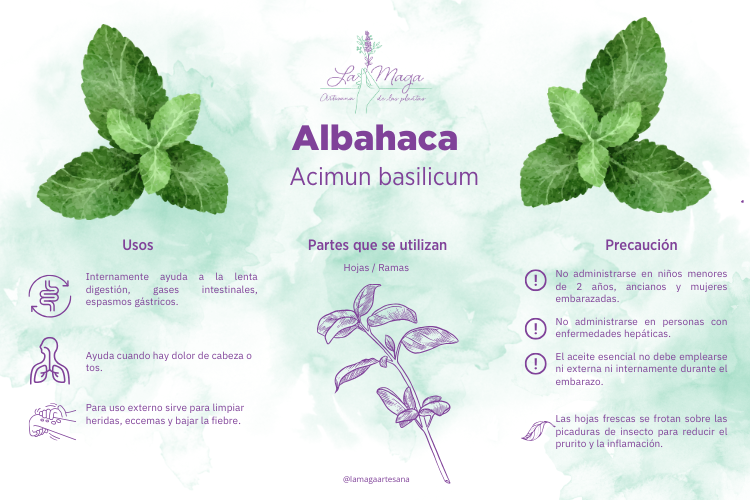 infografia-albahaca