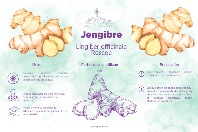 infografia-jengibre
