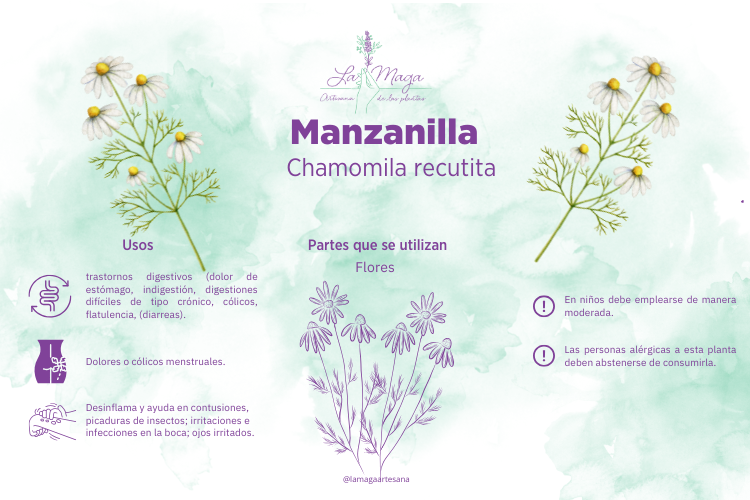 infografia-manzanilla-